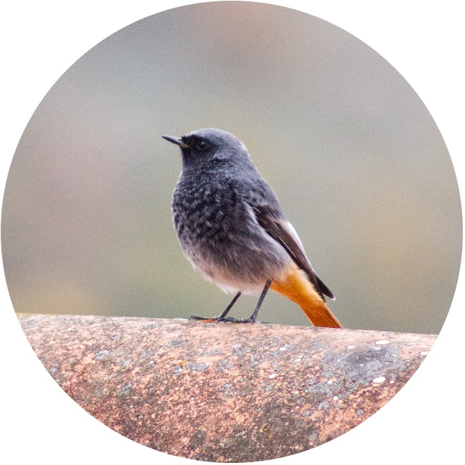 Automne, le corps se dépose, le souffle s’apaise… et l’esprit s’envole, libre comme l’oiseau.